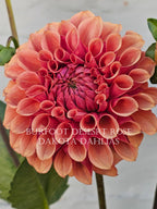 Burfoot Desert Rose