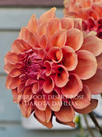Burfoot Desert Rose