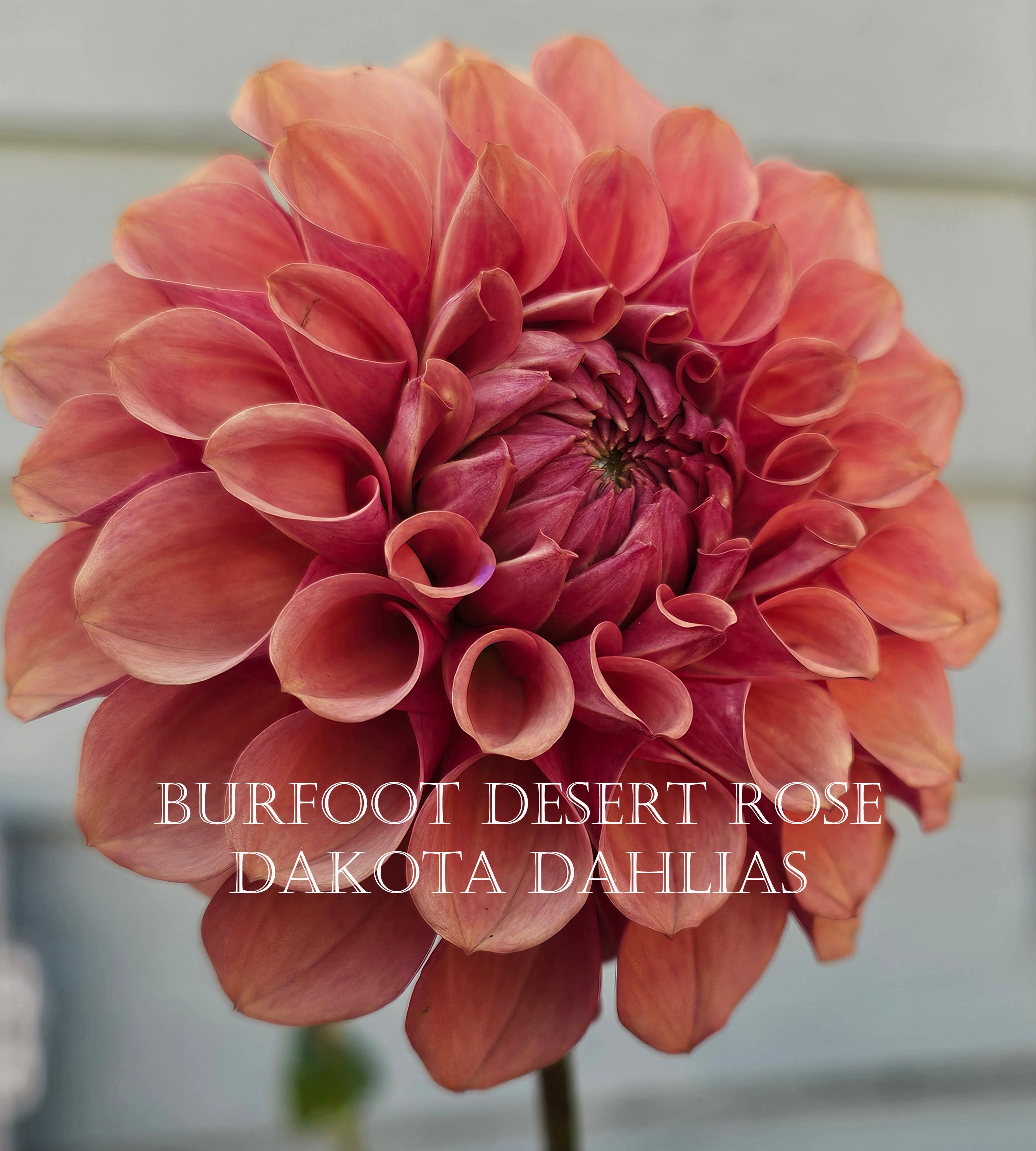 Burfoot Desert Rose