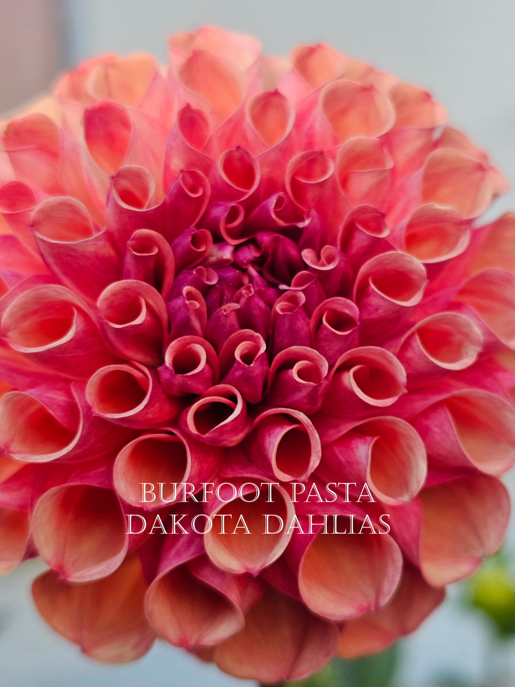 Burfoot Pasta