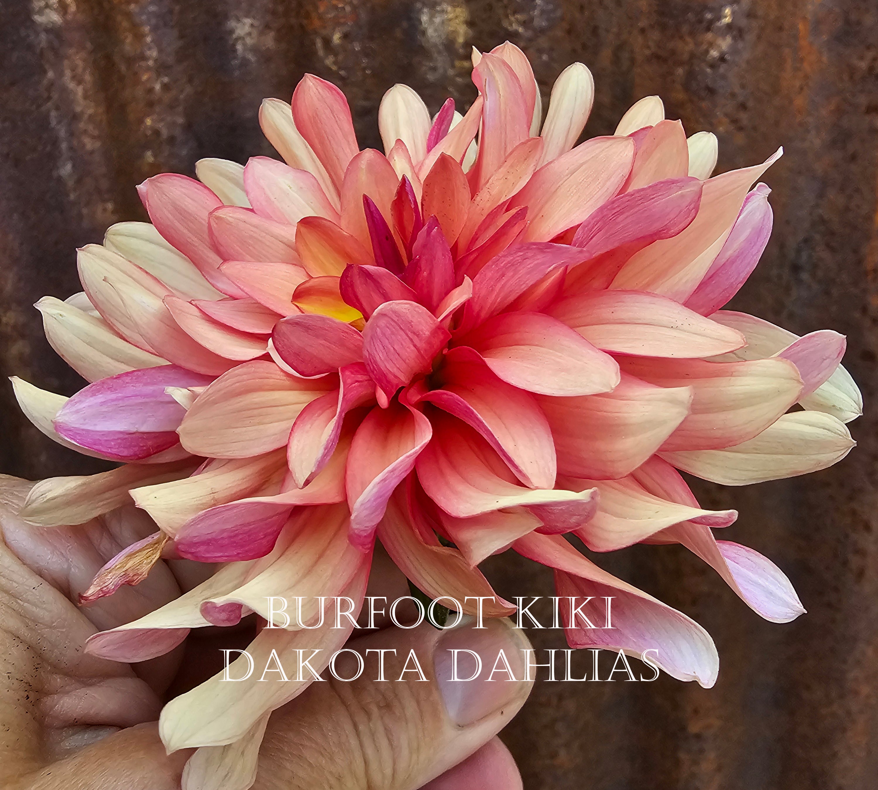 Burfoot Kiki--LIMIT 1