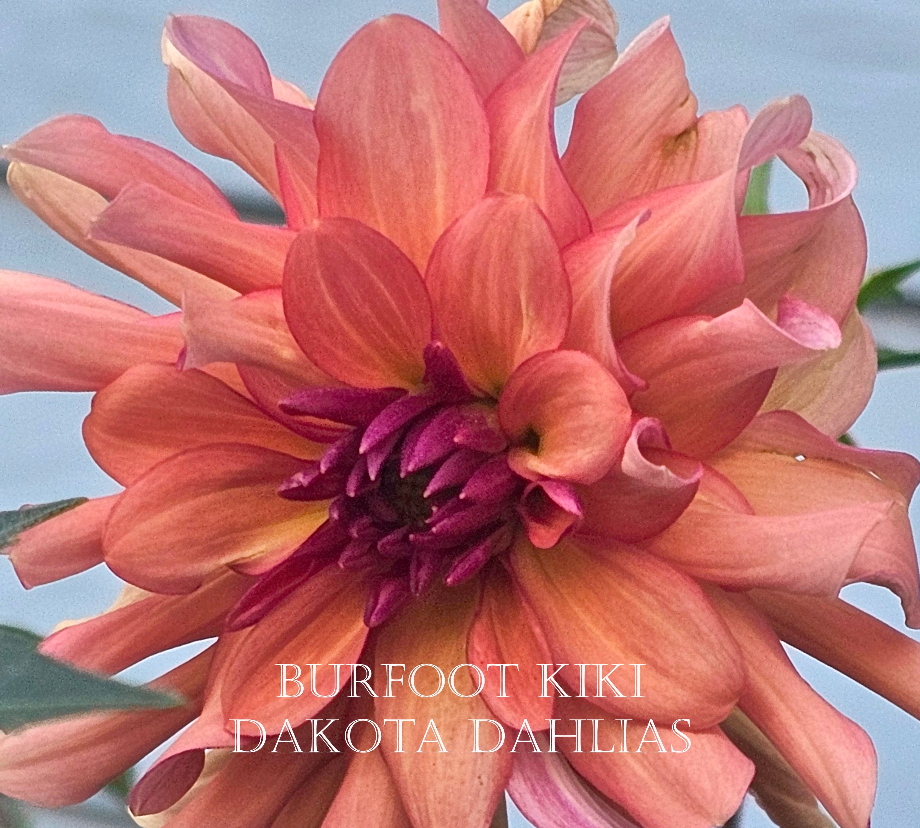 Burfoot Kiki--LIMIT 1