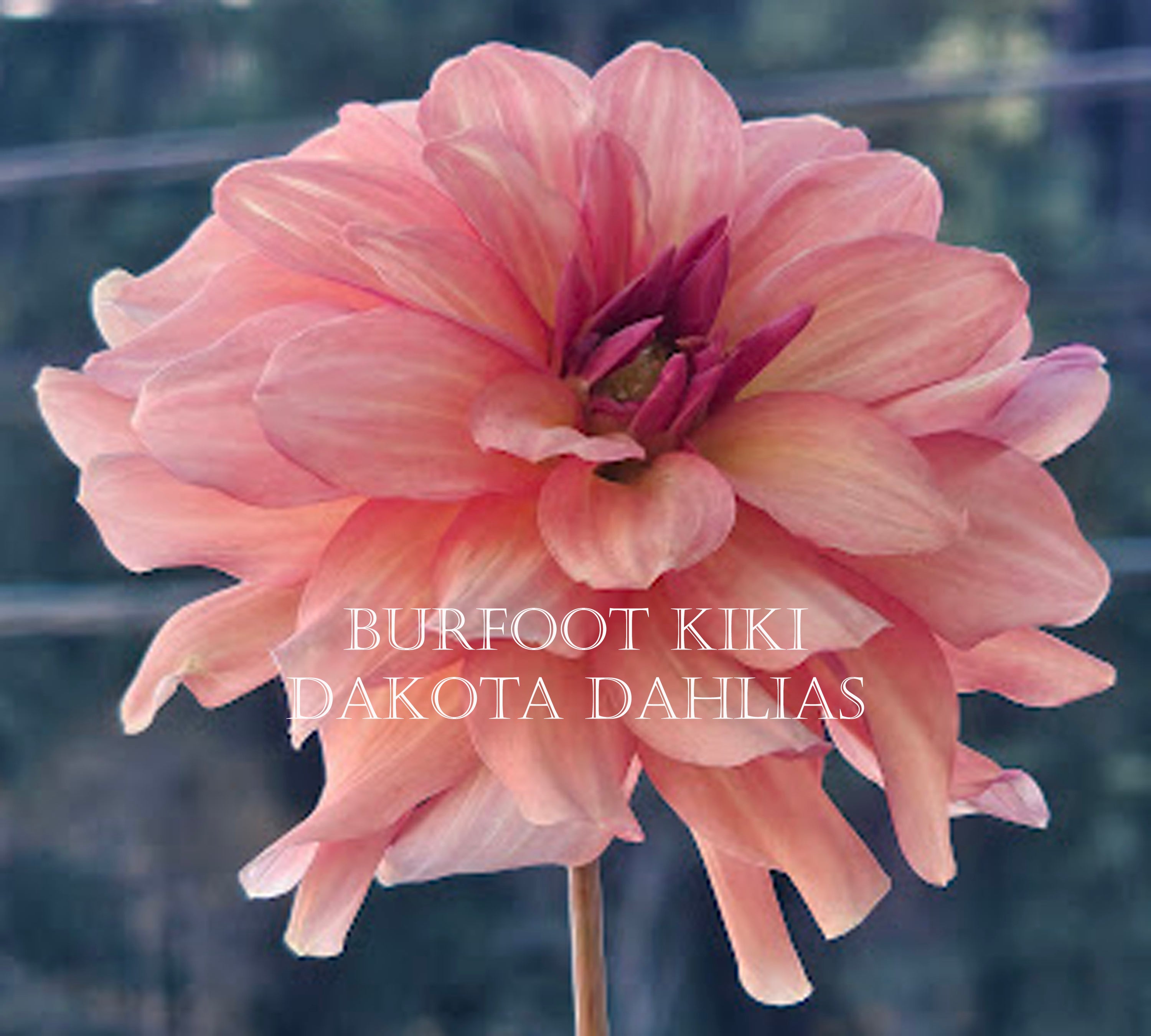 Burfoot Kiki--LIMIT 1