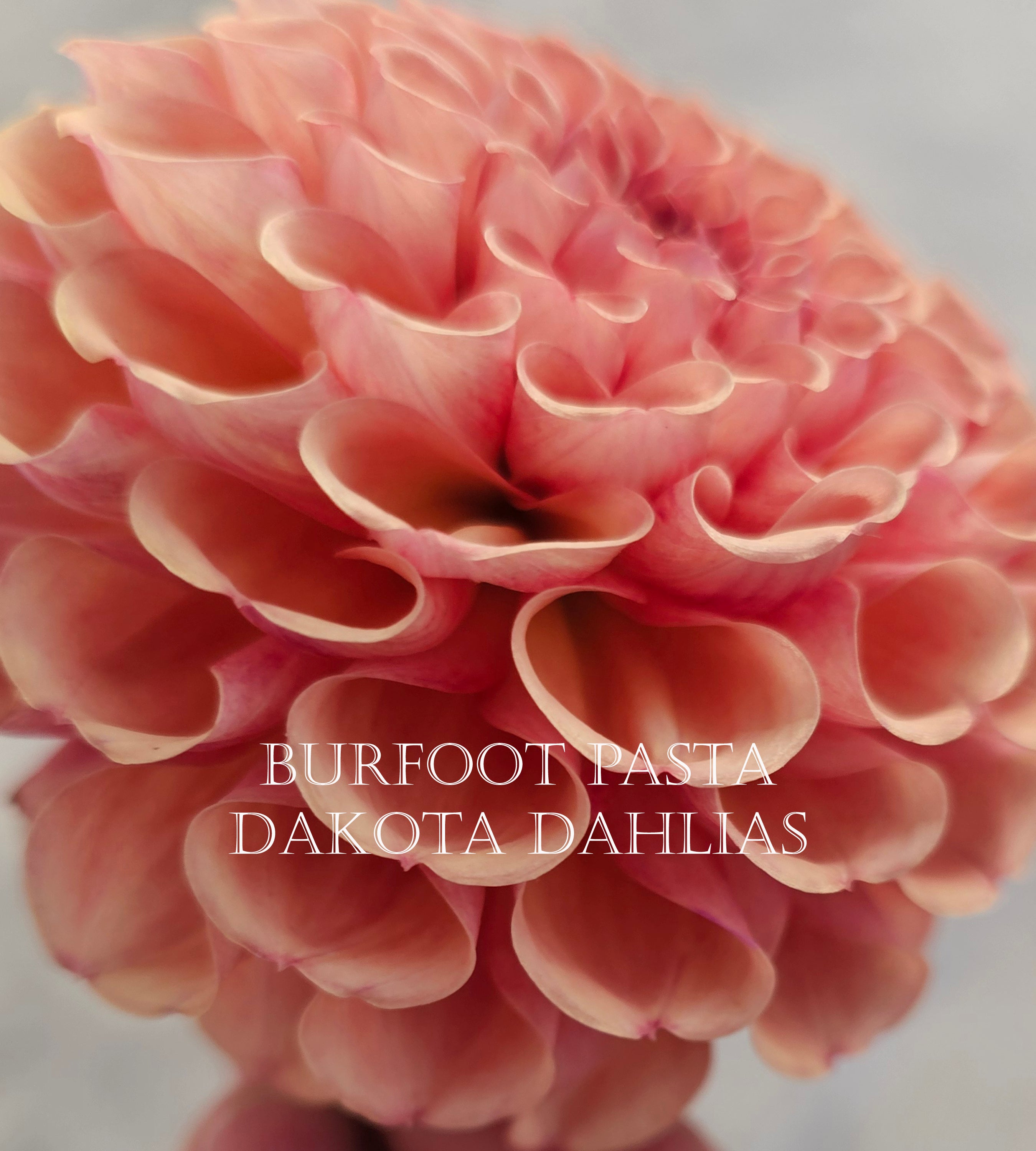 Burfoot Pasta