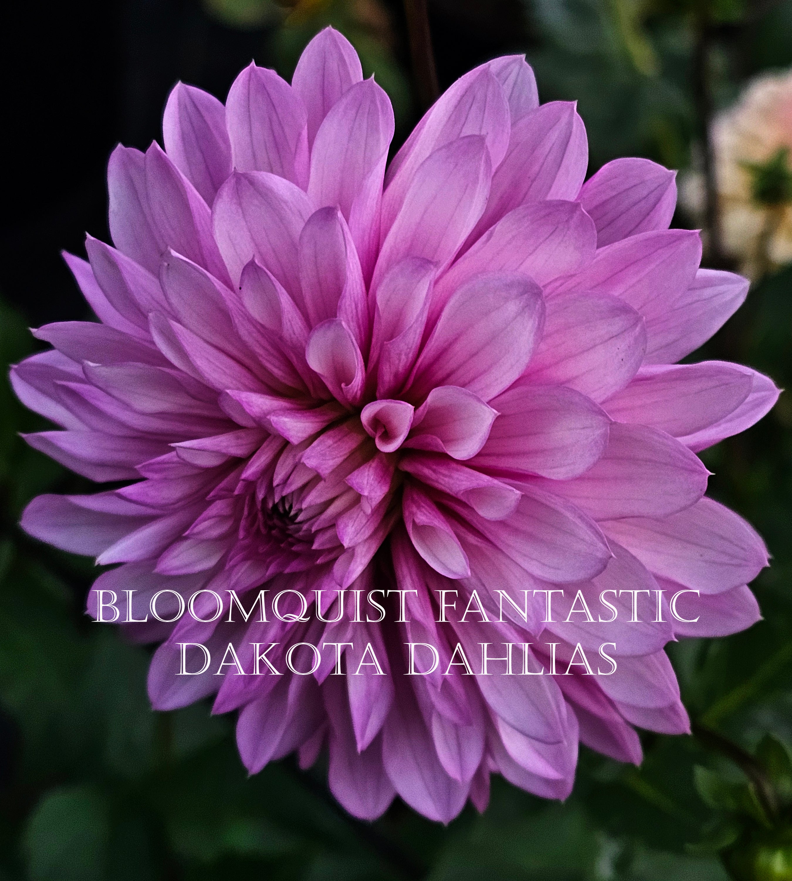 Bloomquist Fantastic