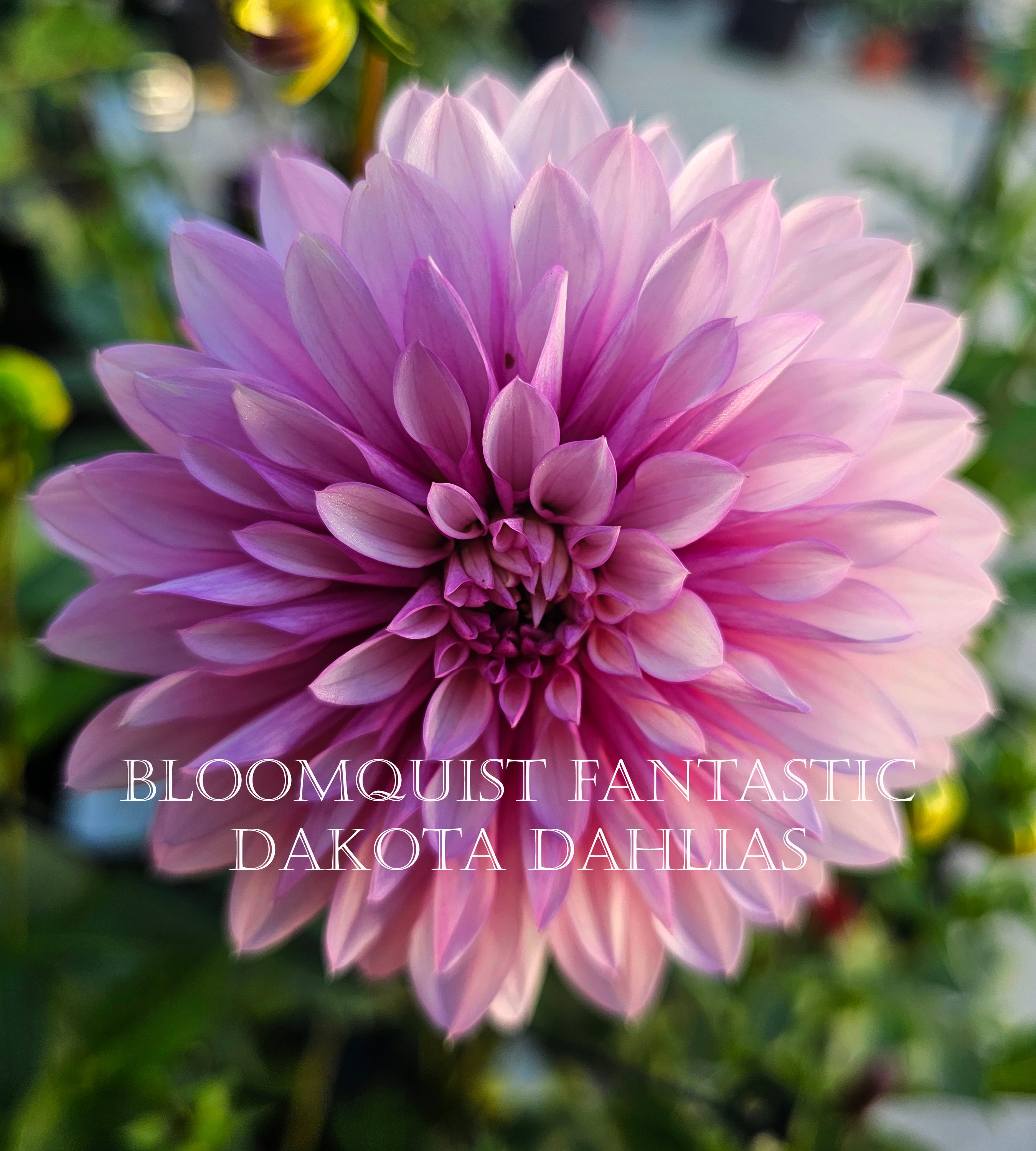 Bloomquist Fantastic