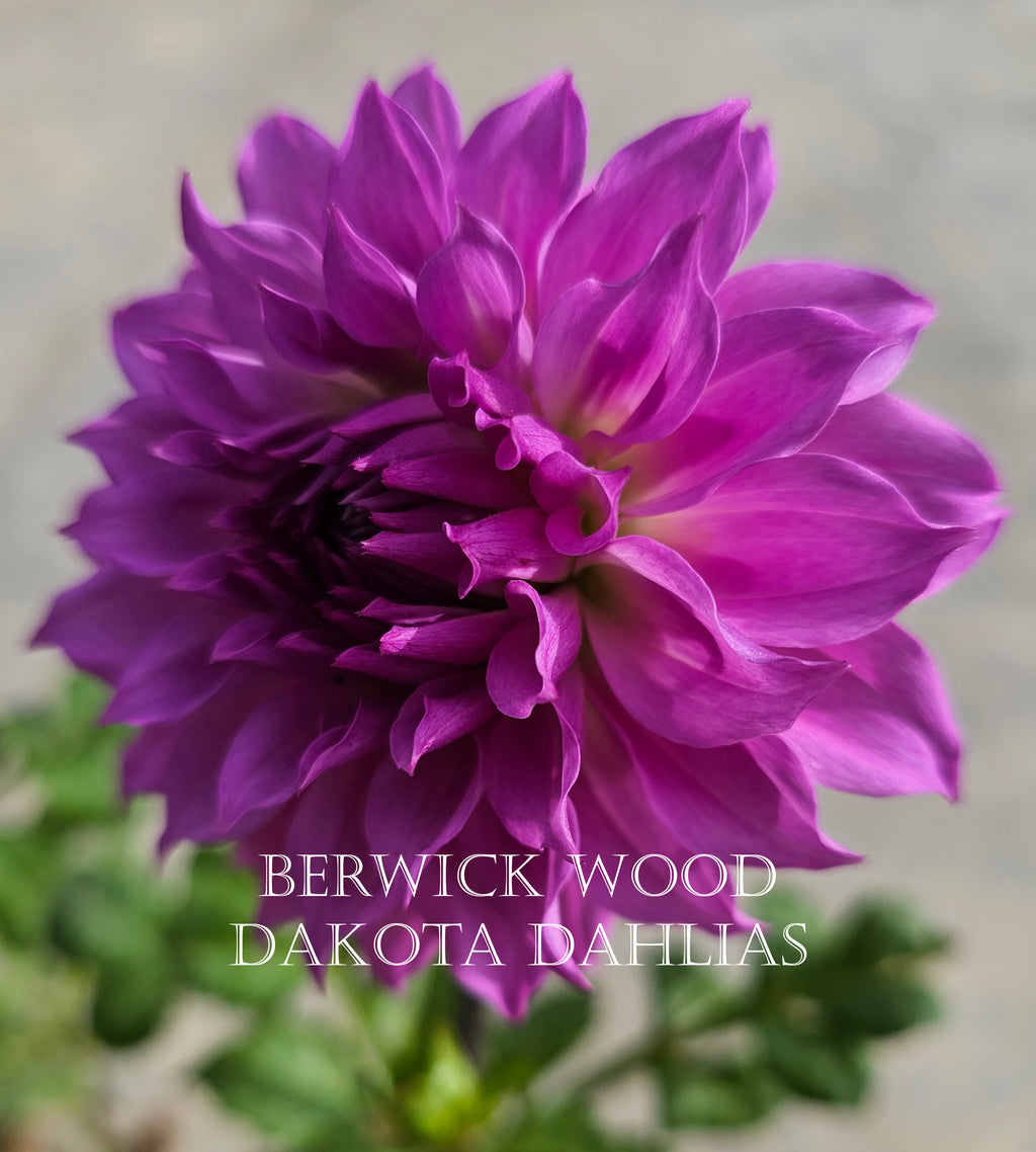Berwick Wood~Growing for tuber sales for 2027~