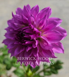 Berwick Wood~Growing for tuber sales for 2027~