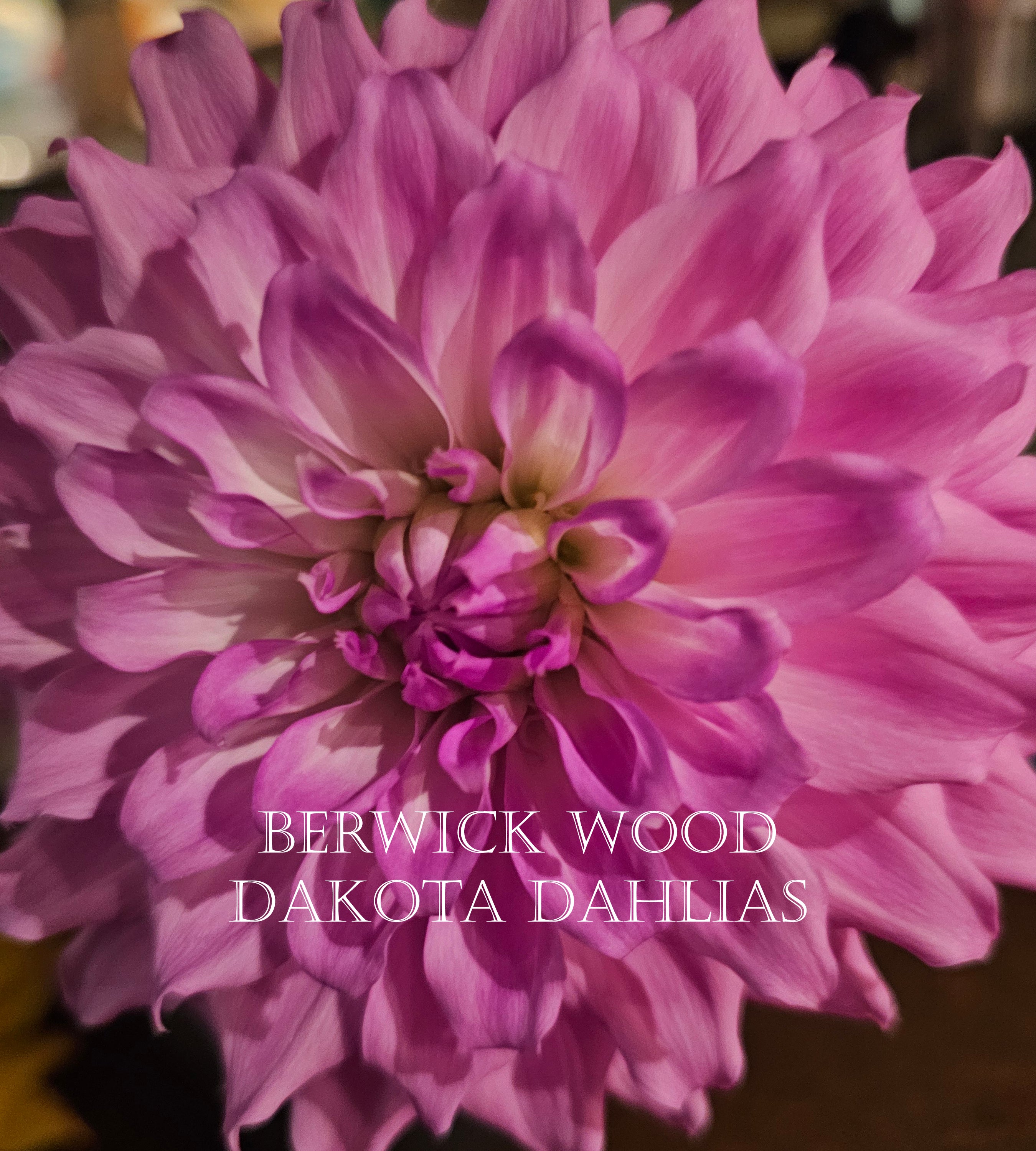 Berwick Wood~Growing for tuber sales for 2027~