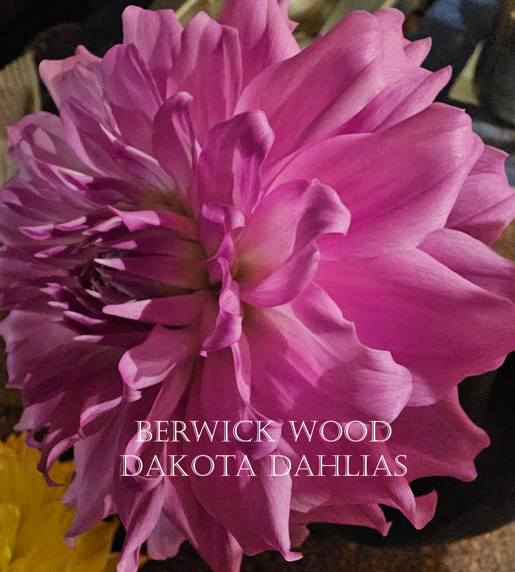 Berwick Wood~Growing for tuber sales for 2027~