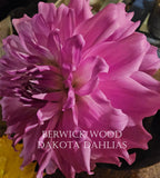 Berwick Wood~Growing for tuber sales for 2027~