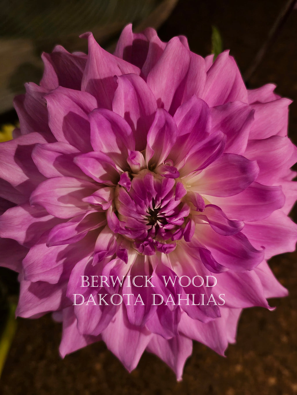 Berwick Wood~Growing for tuber sales for 2027~