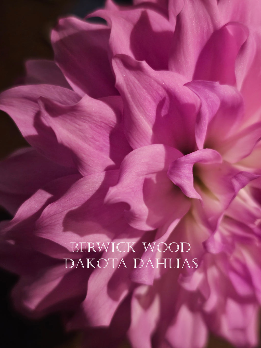 Berwick Wood~Growing for tuber sales for 2027~