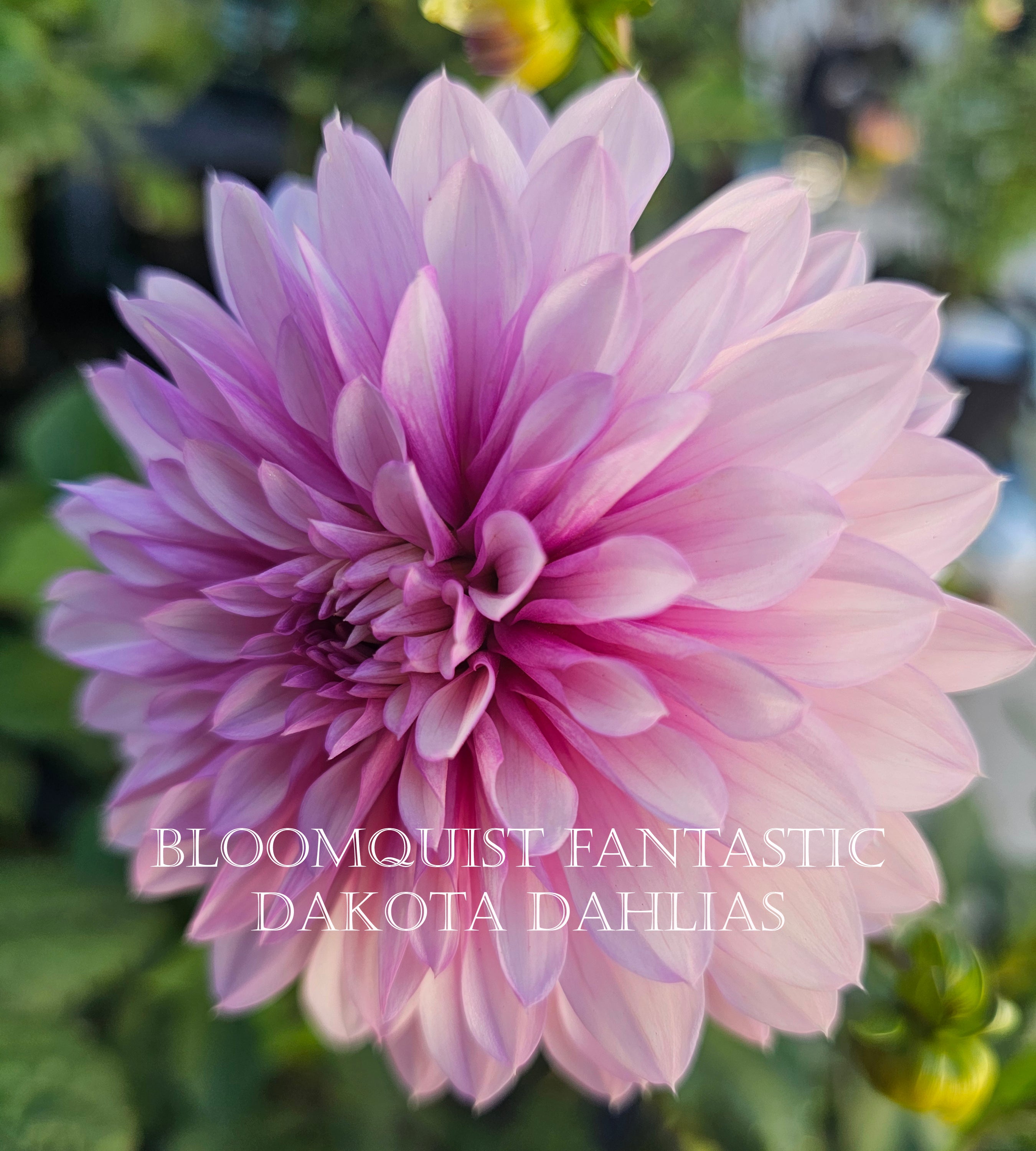 Bloomquist Fantastic