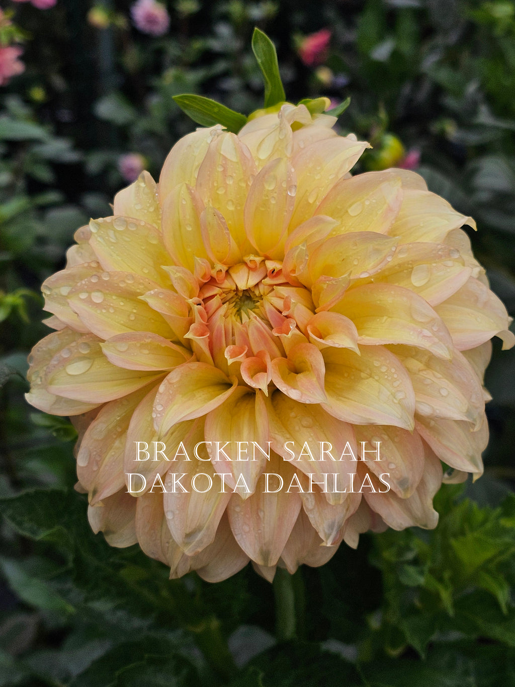 Bracken Sarah