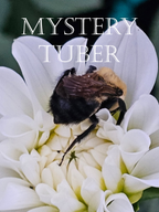 Mystery tubers/Grab bag of 1