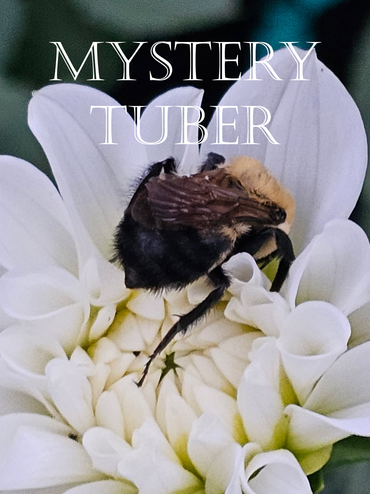 Mystery tubers/Grab bag of 1