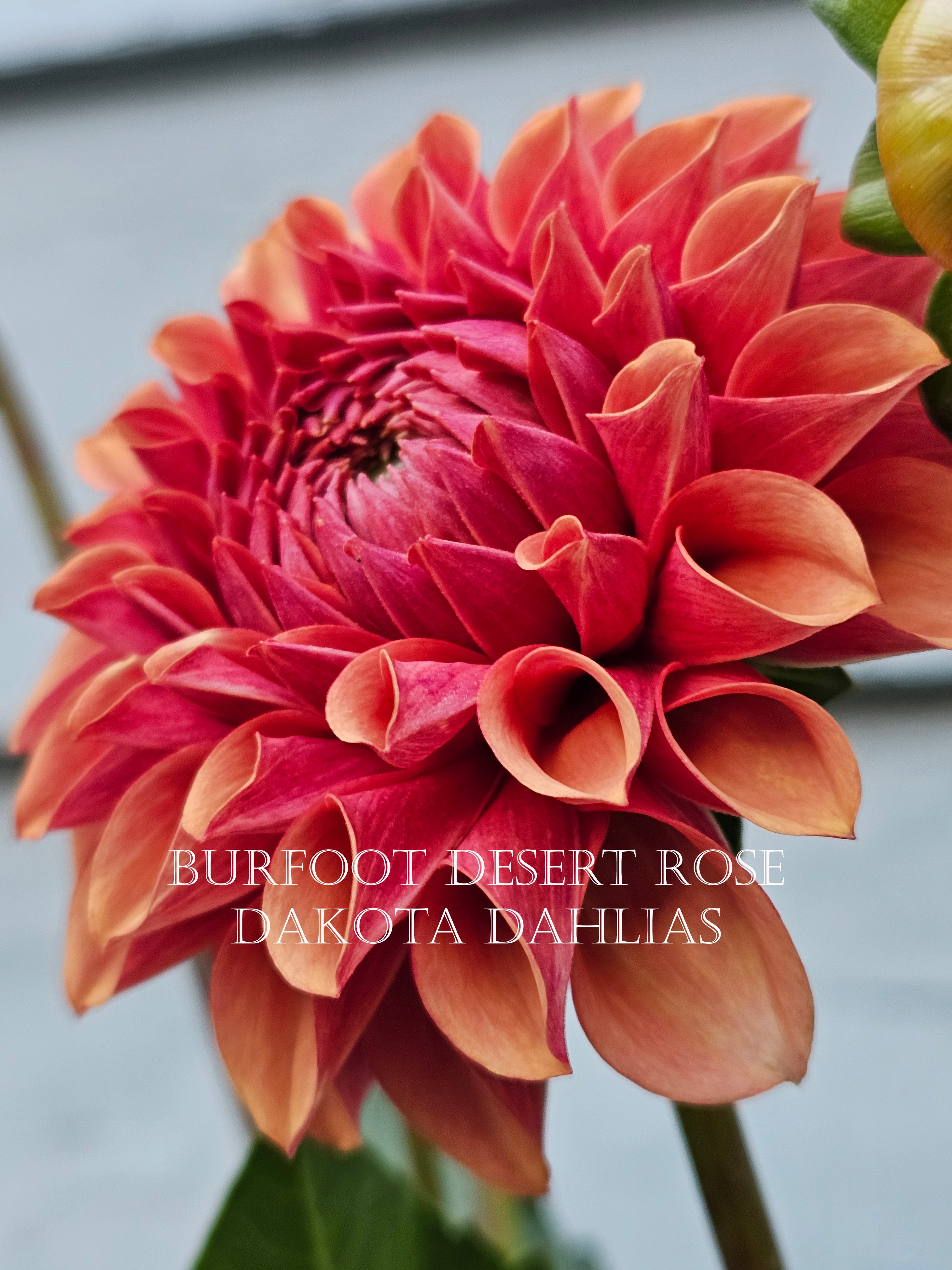 Burfoot Desert Rose