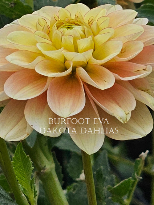 Burfoot Eva