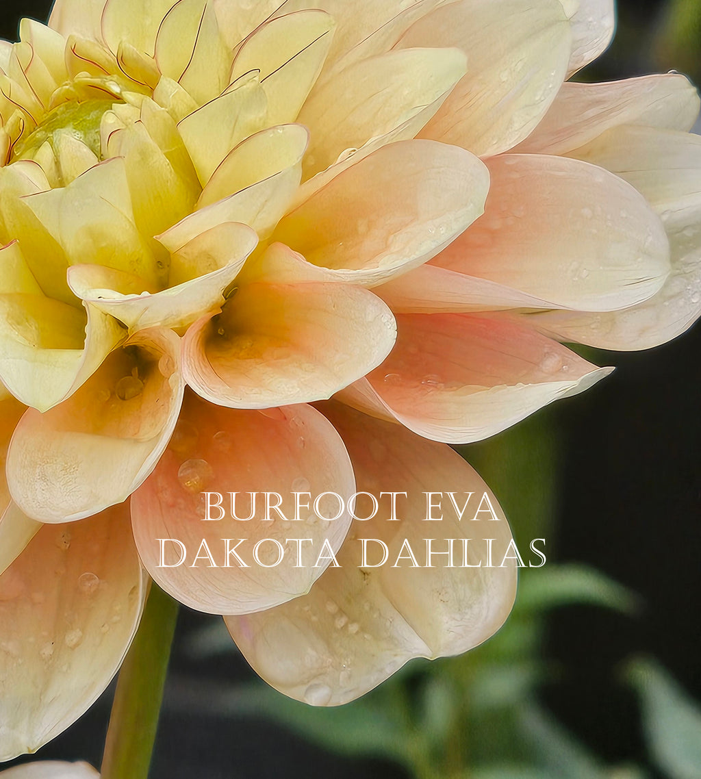 Burfoot Eva