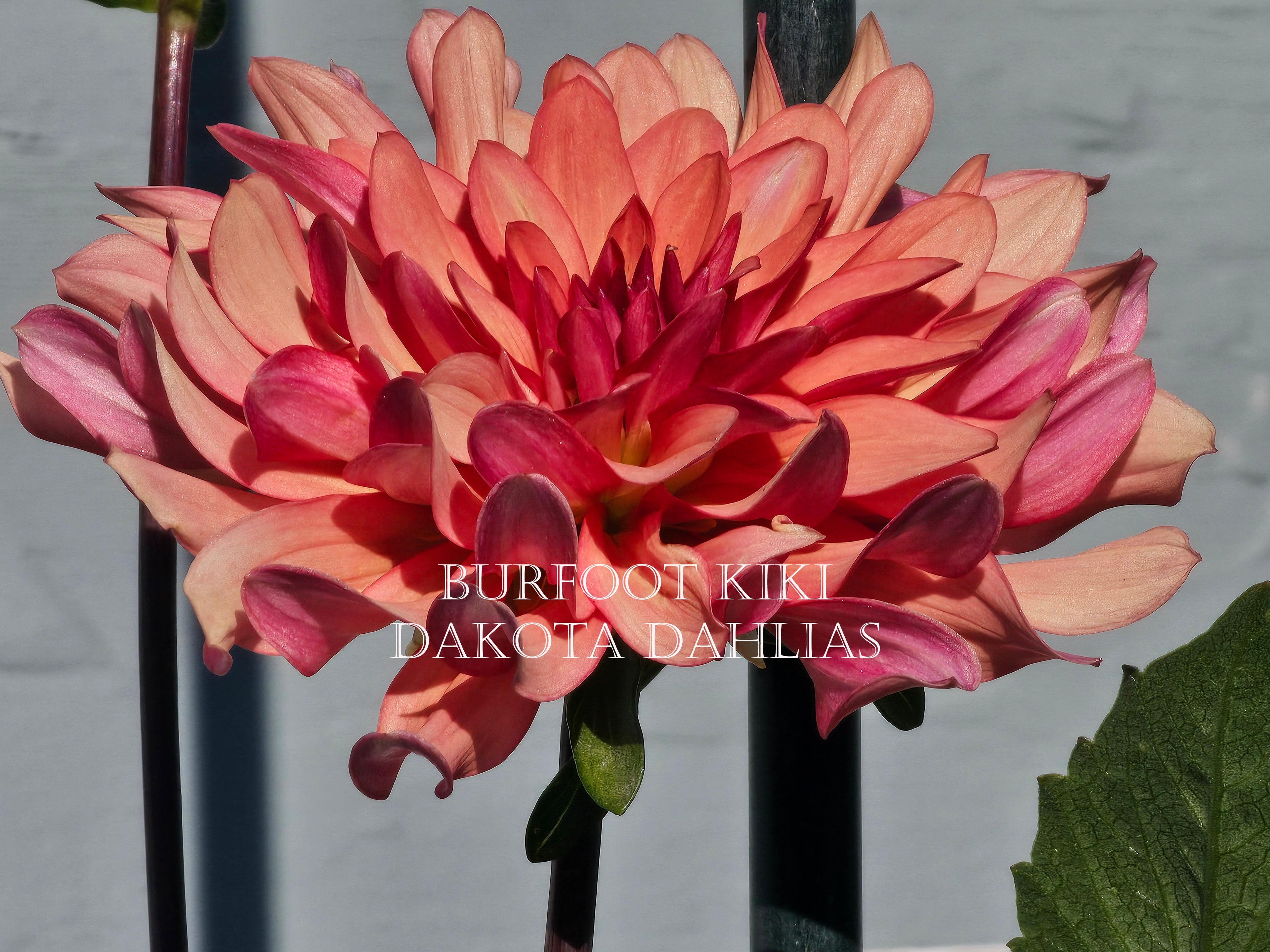 Burfoot Kiki--LIMIT 1