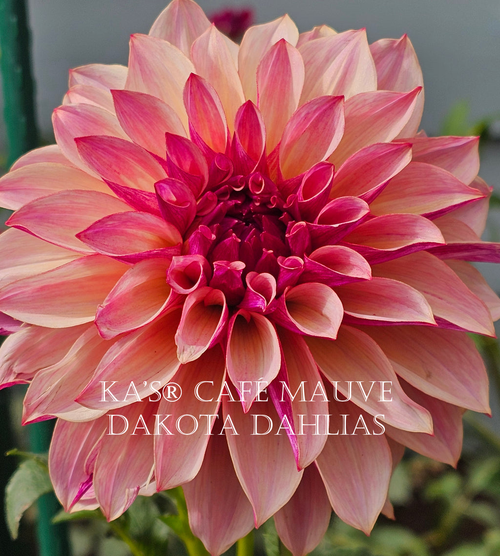 KA’s® Café Mauve~Growing for tuber sales for 2027~