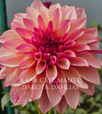 KA’s® Café Mauve~Growing for tuber sales for 2027~