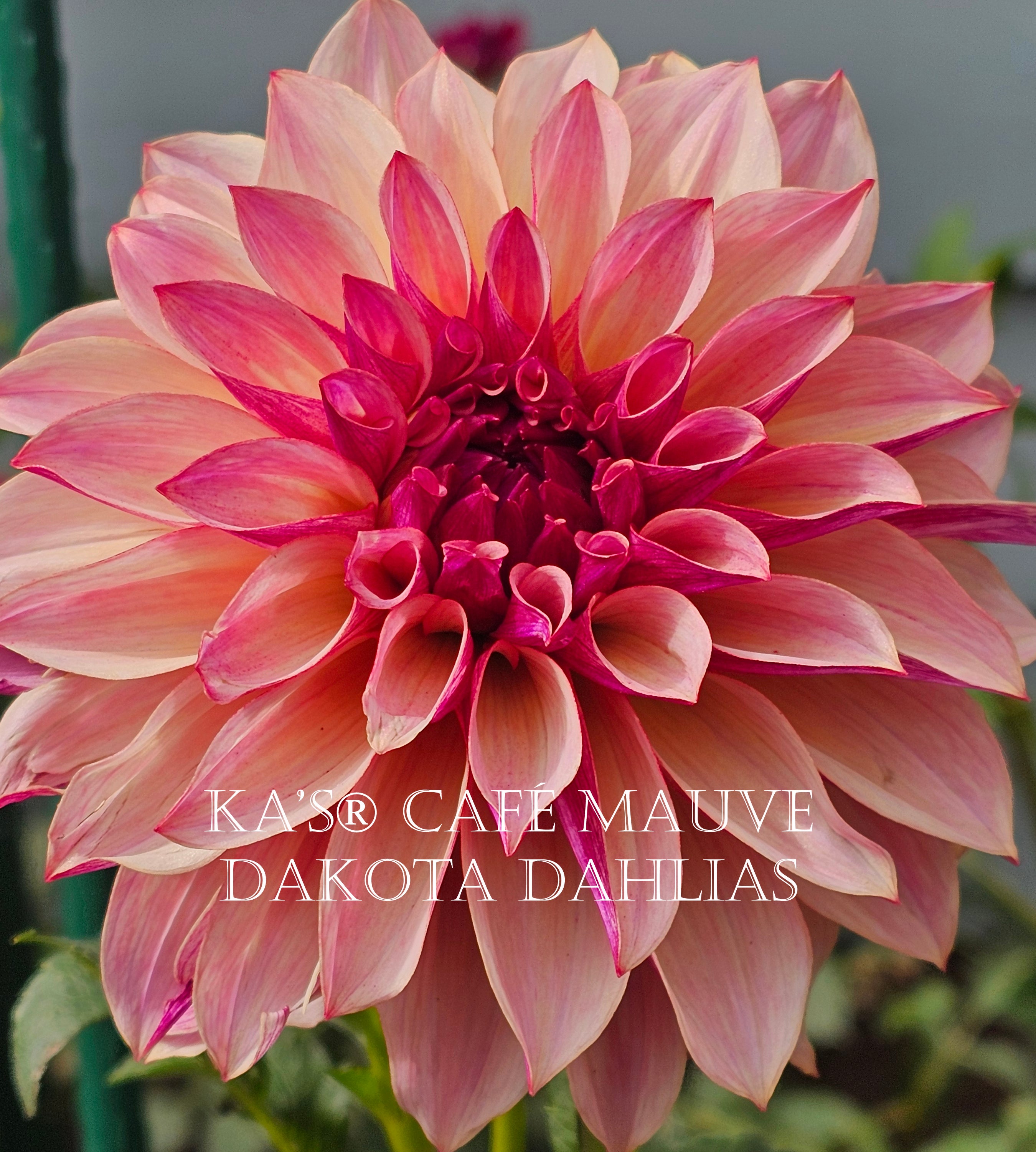 KA’s® Café Mauve~Growing for tuber sales for 2027~