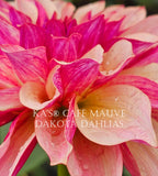KA’s® Café Mauve~Growing for tuber sales for 2027~