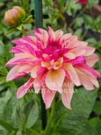 KA’s® Café Mauve~Growing for tuber sales for 2027~