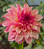 KA’s® Café Mauve~Growing for tuber sales for 2027~