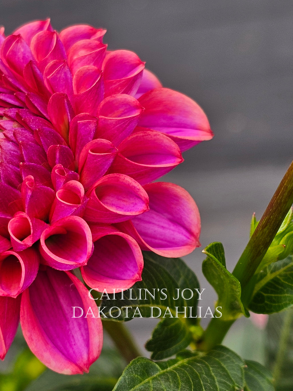 Caitlin's Joy