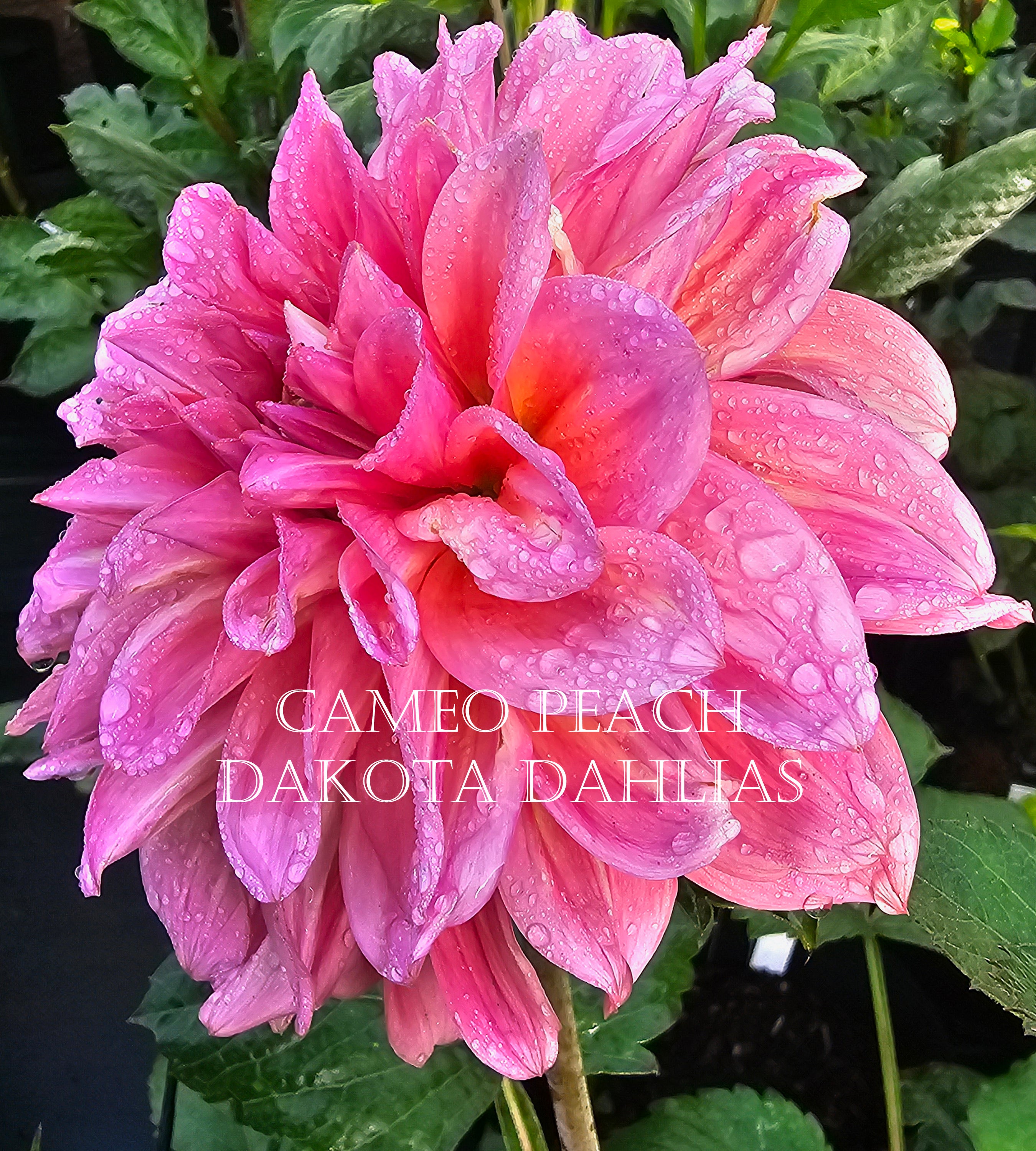 Cameo Peach