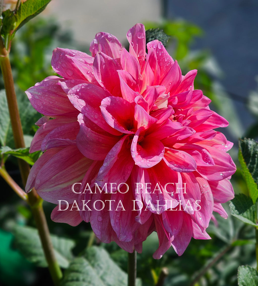 Cameo Peach