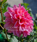 Cameo Peach