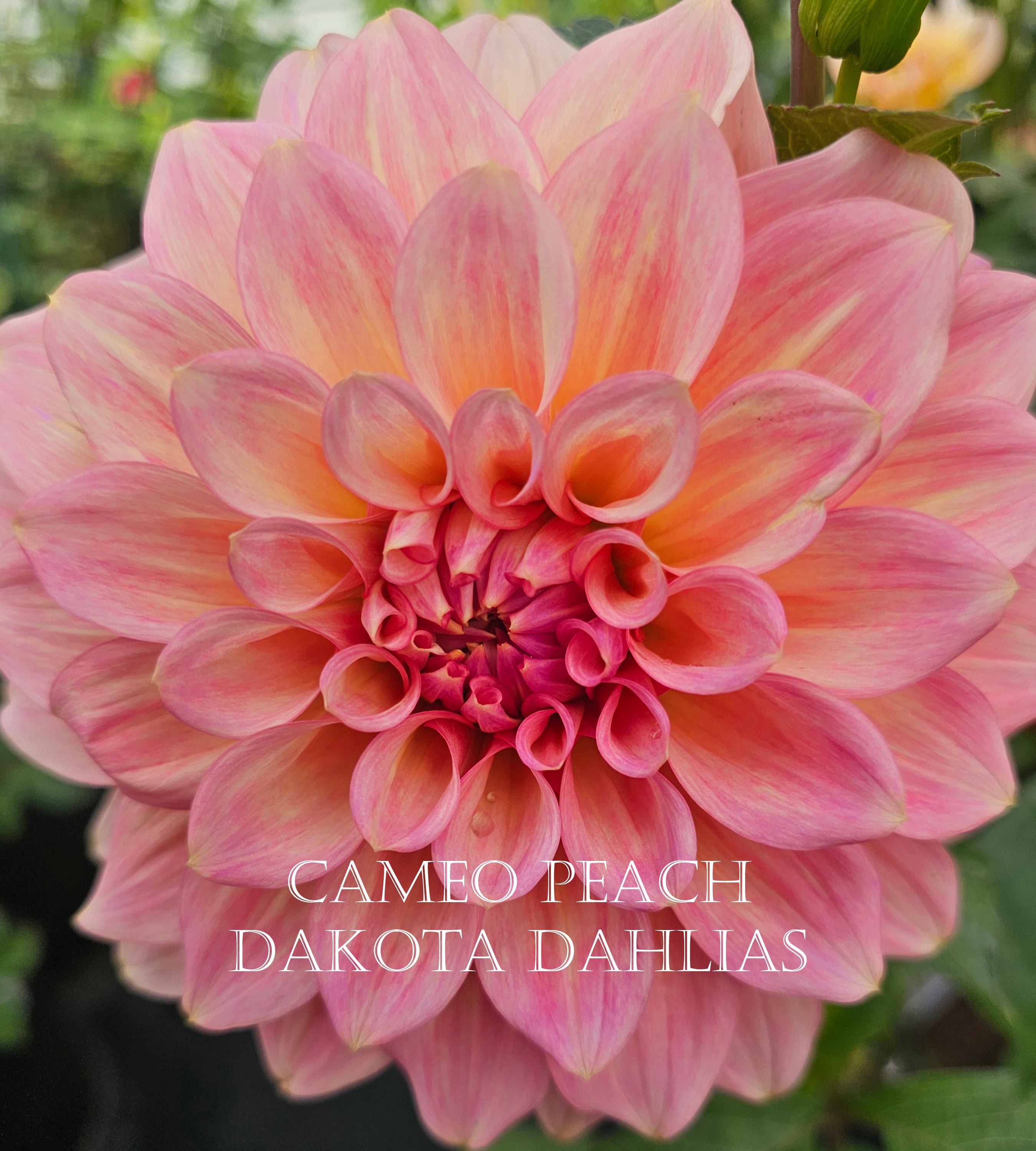 Cameo Peach
