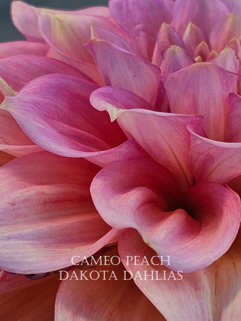 Cameo Peach