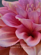 Cameo Peach