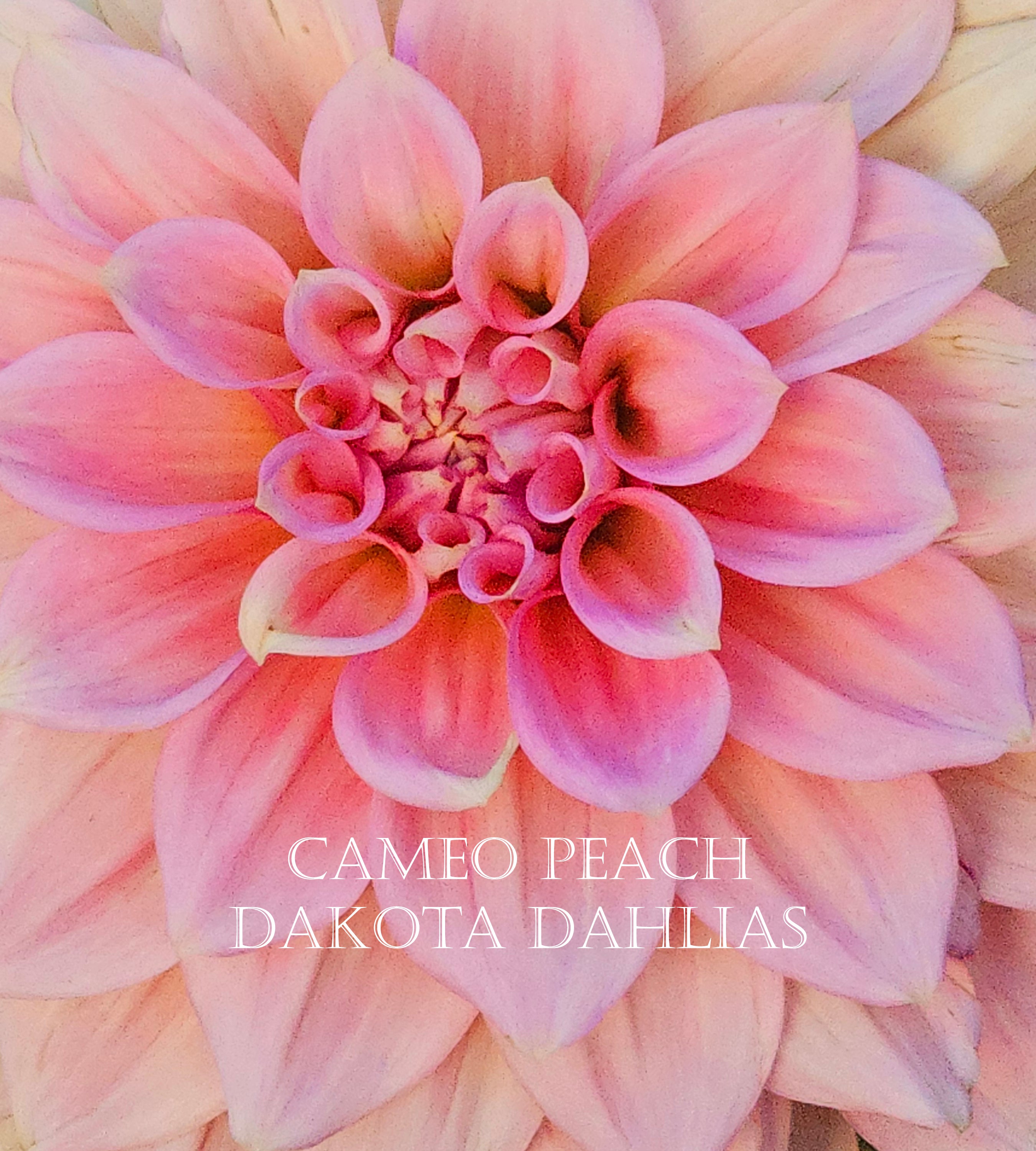 Cameo Peach