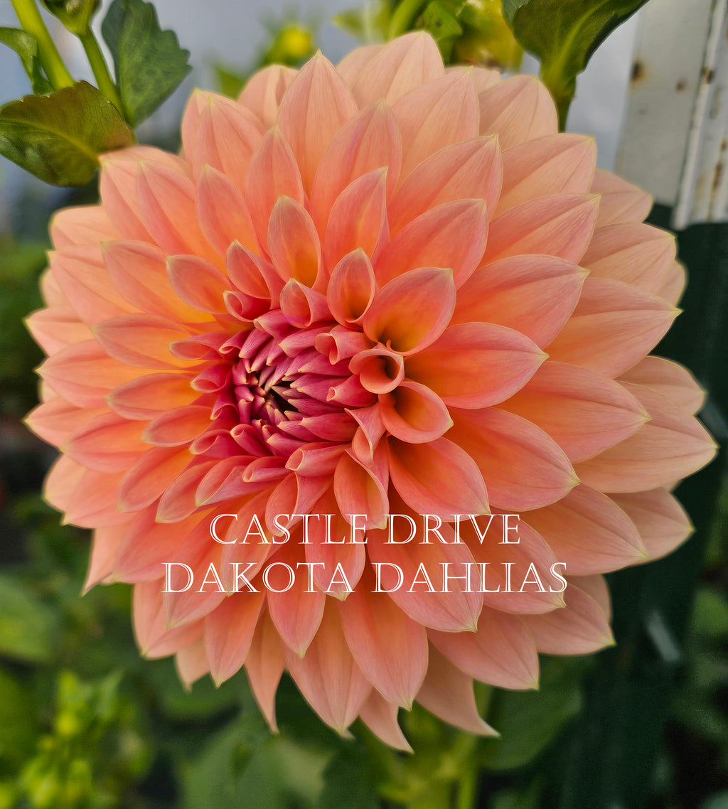 Castle Drive