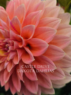 Castle Drive