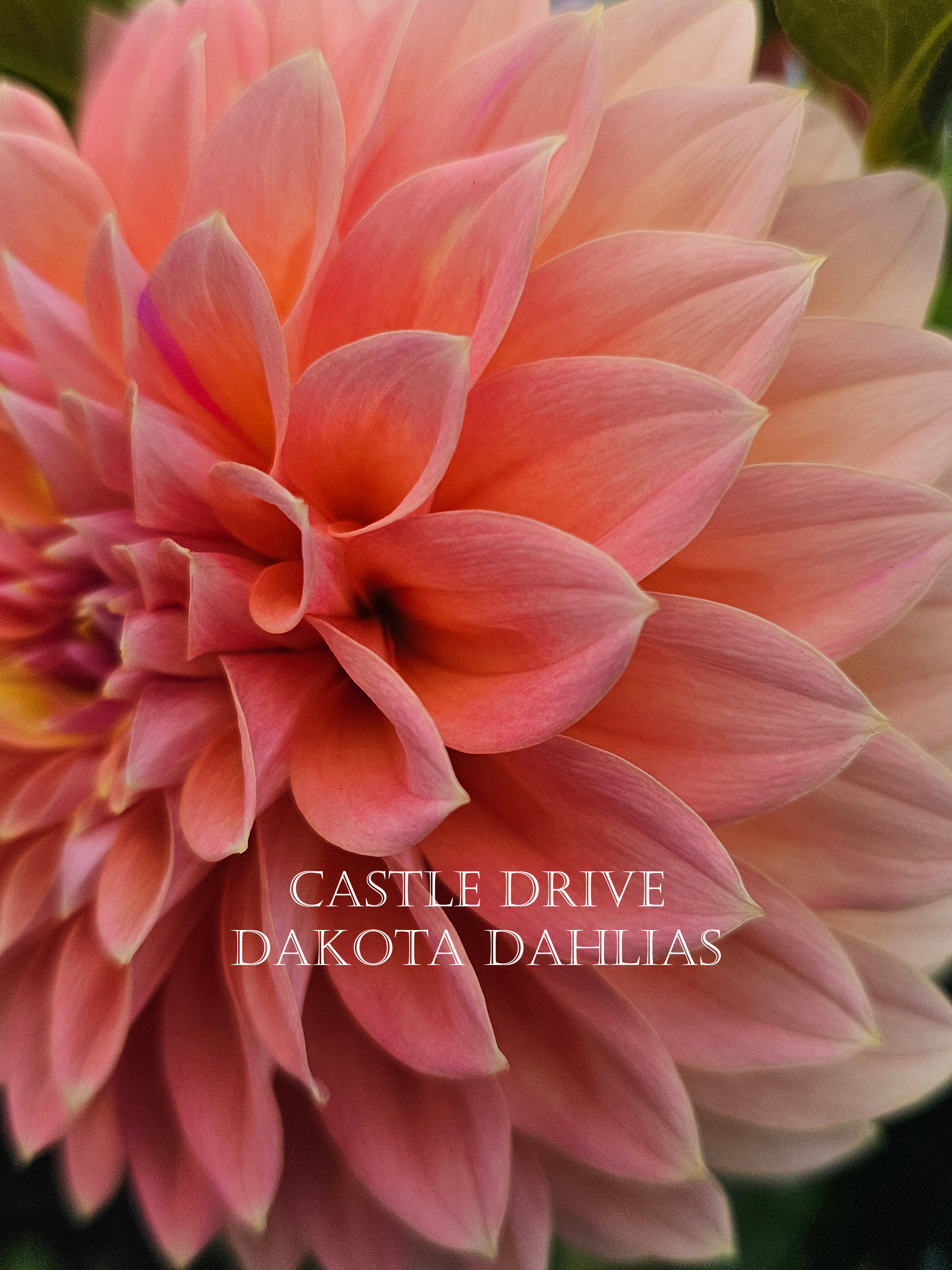 Castle Drive
