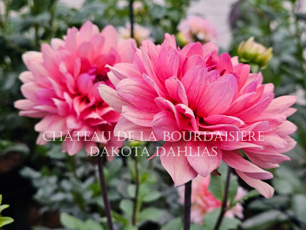 Château de la Bourdaisière~Growing for tuber sales for 2027~