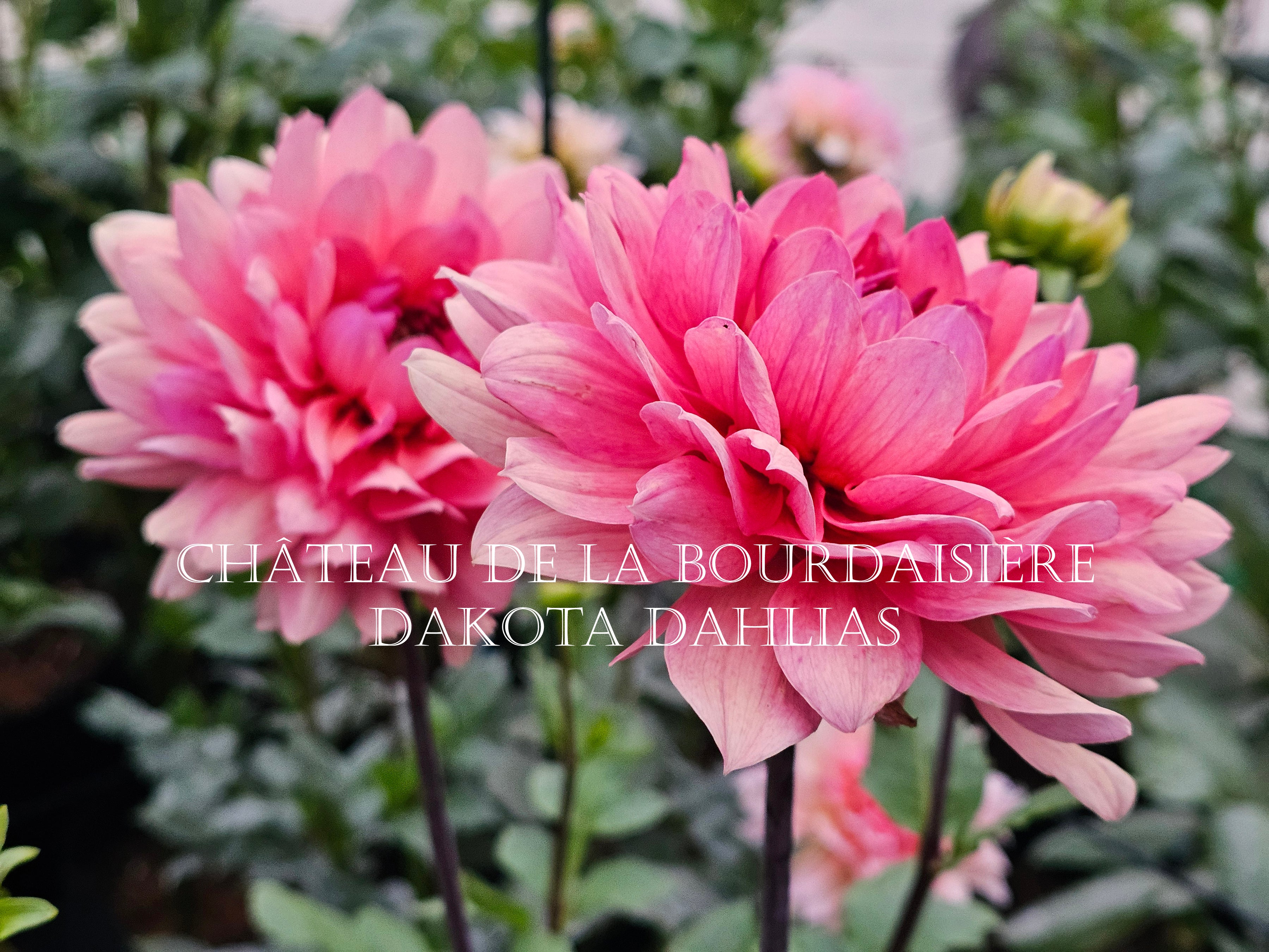 Château de la Bourdaisière~Growing for tuber sales for 2027~