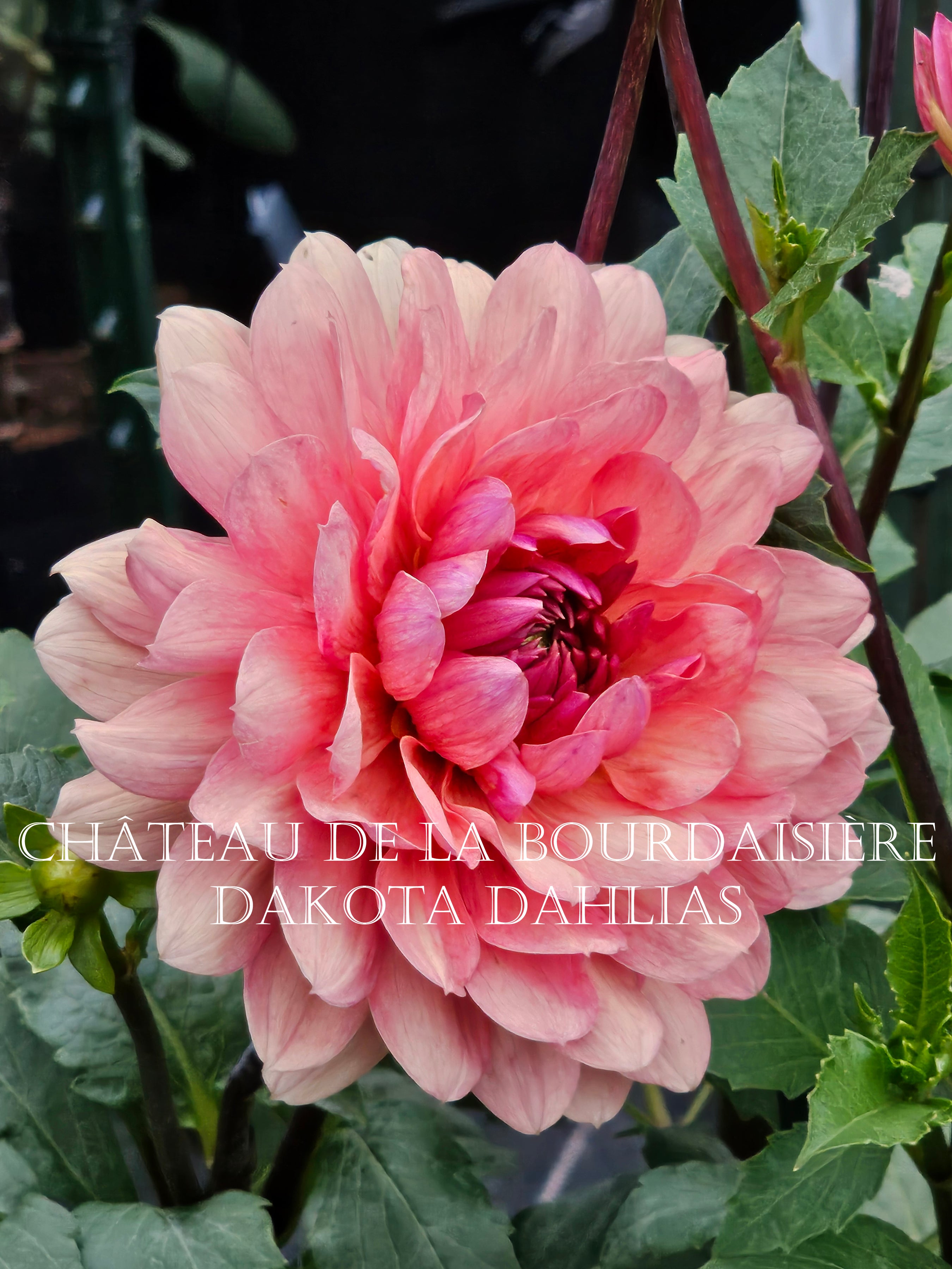 Château de la Bourdaisière~Growing for tuber sales for 2027~