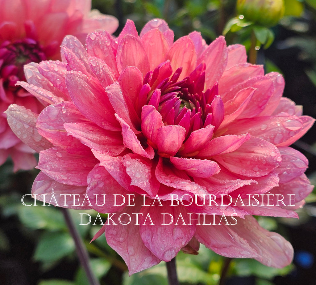 Château de la Bourdaisière~Growing for tuber sales for 2027~