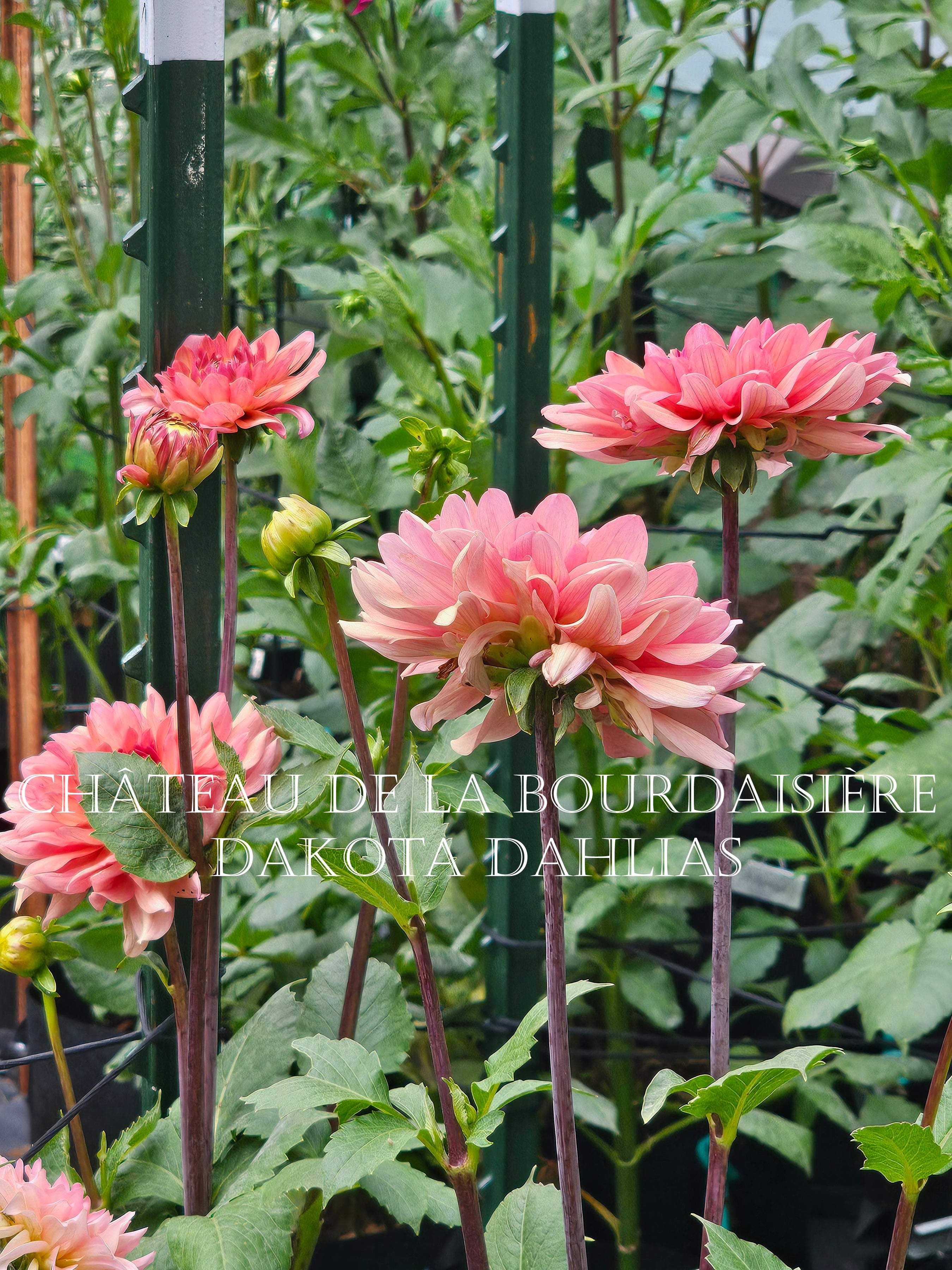 Château de la Bourdaisière~Growing for tuber sales for 2027~