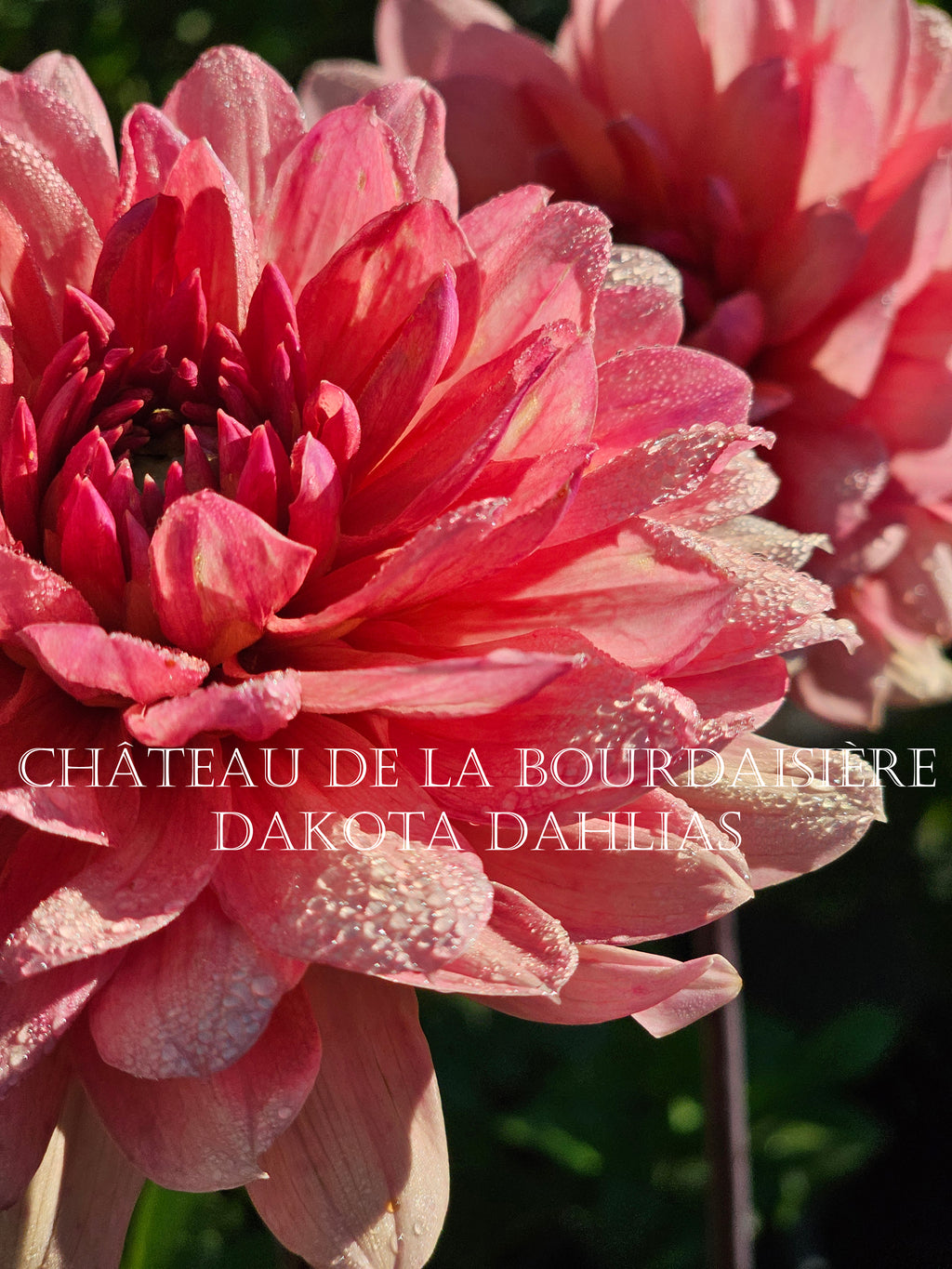 Château de la Bourdaisière~Growing for tuber sales for 2027~