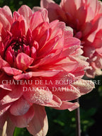 Château de la Bourdaisière~Growing for tuber sales for 2027~