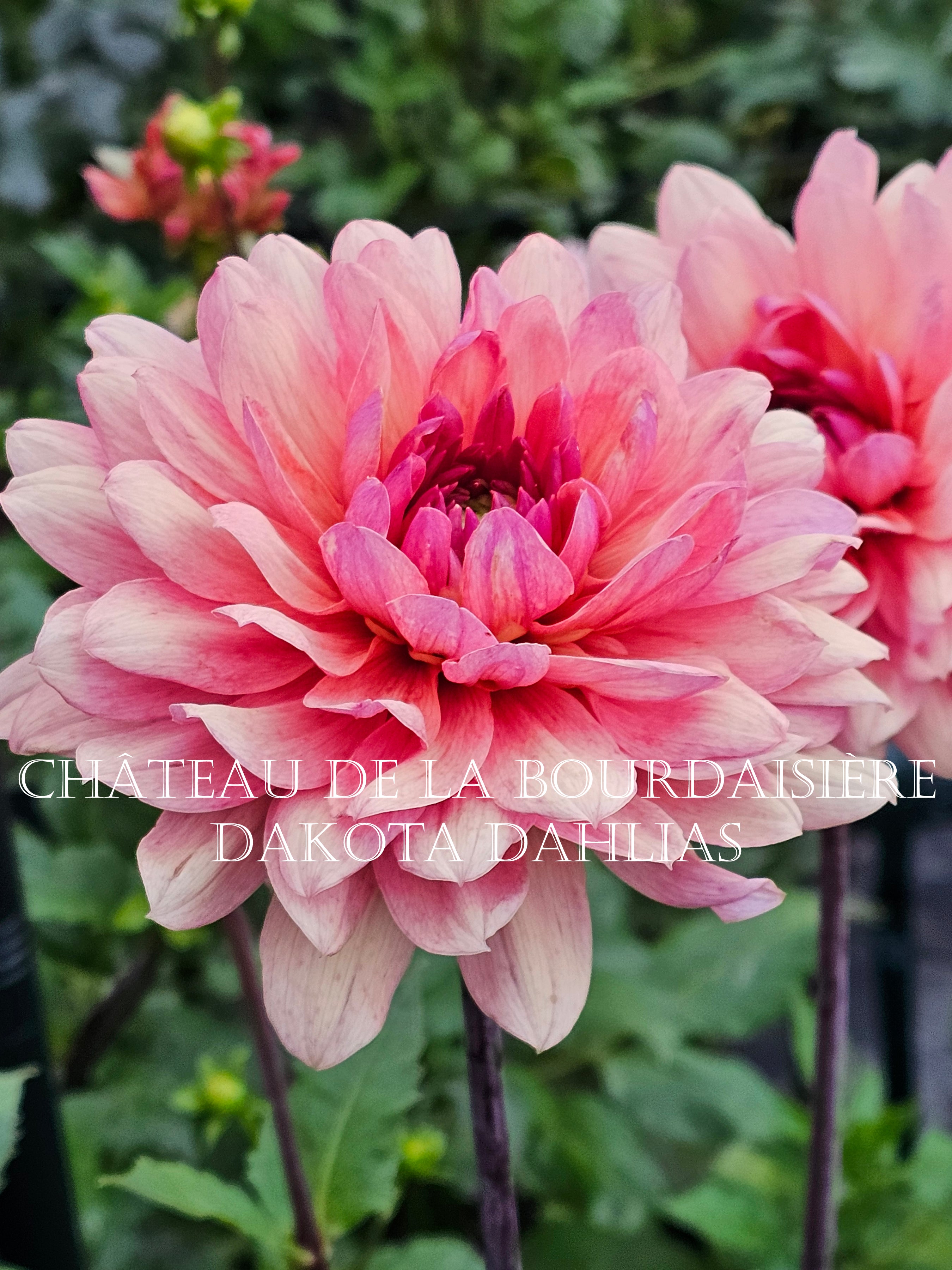 Château de la Bourdaisière~Growing for tuber sales for 2027~